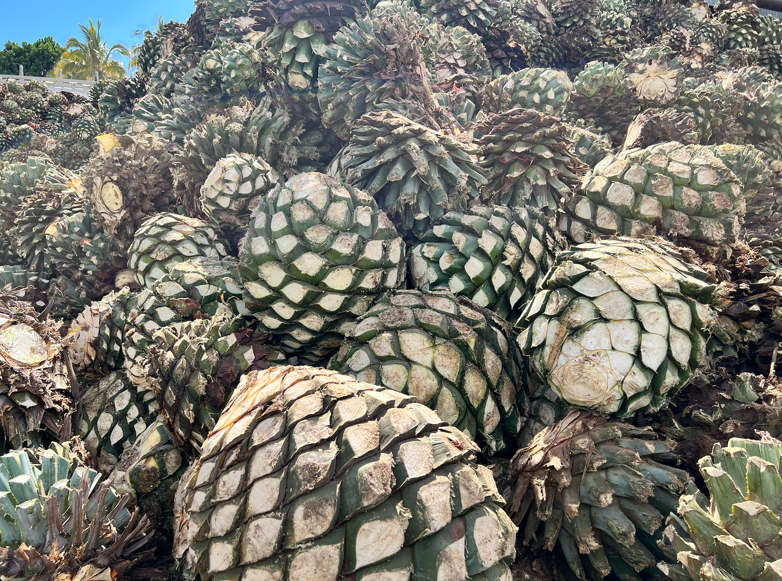 Agave piñas — Tequila Valley, Jalisco